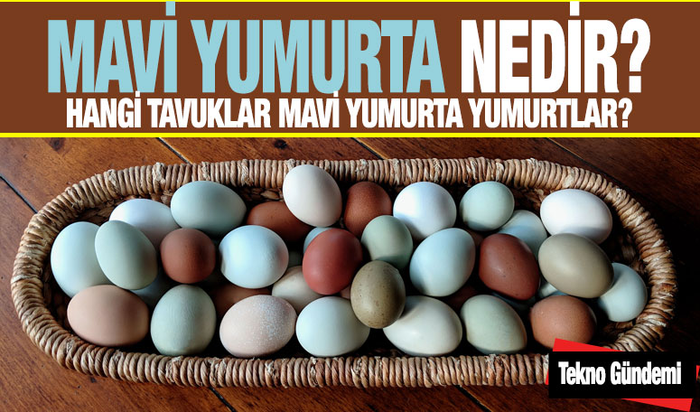 Mavi Yumurta nedir, Hangi tavuk yumurtlar, faydaları nelerdir
