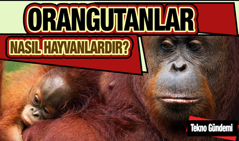 Orangutan Nasıl Hayvandır, Türleri ve Özellikleri Nelerdir
